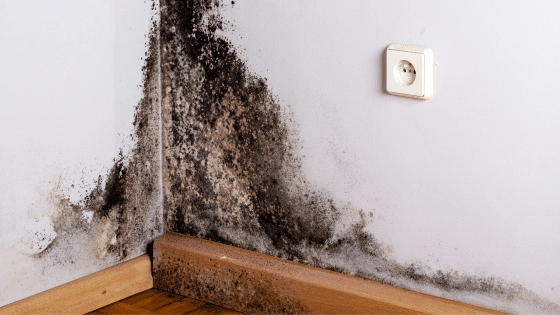 moisissure-salle-de-bain-astuces-naturelles